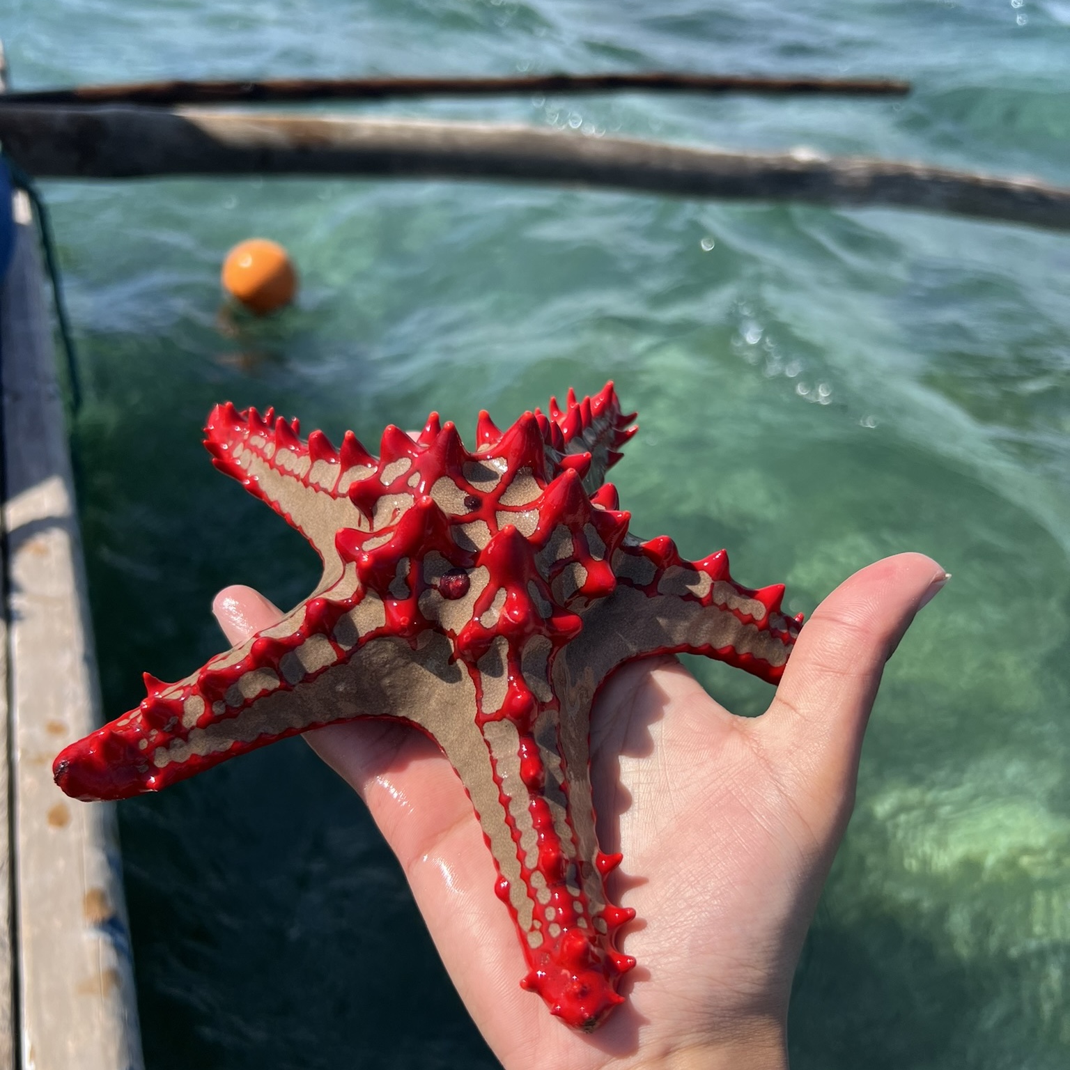 diani